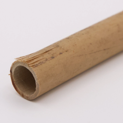 A length of rivercane seen end-on, its hollow interior open to view, the pale golden wall splitting into fibres at the cut.