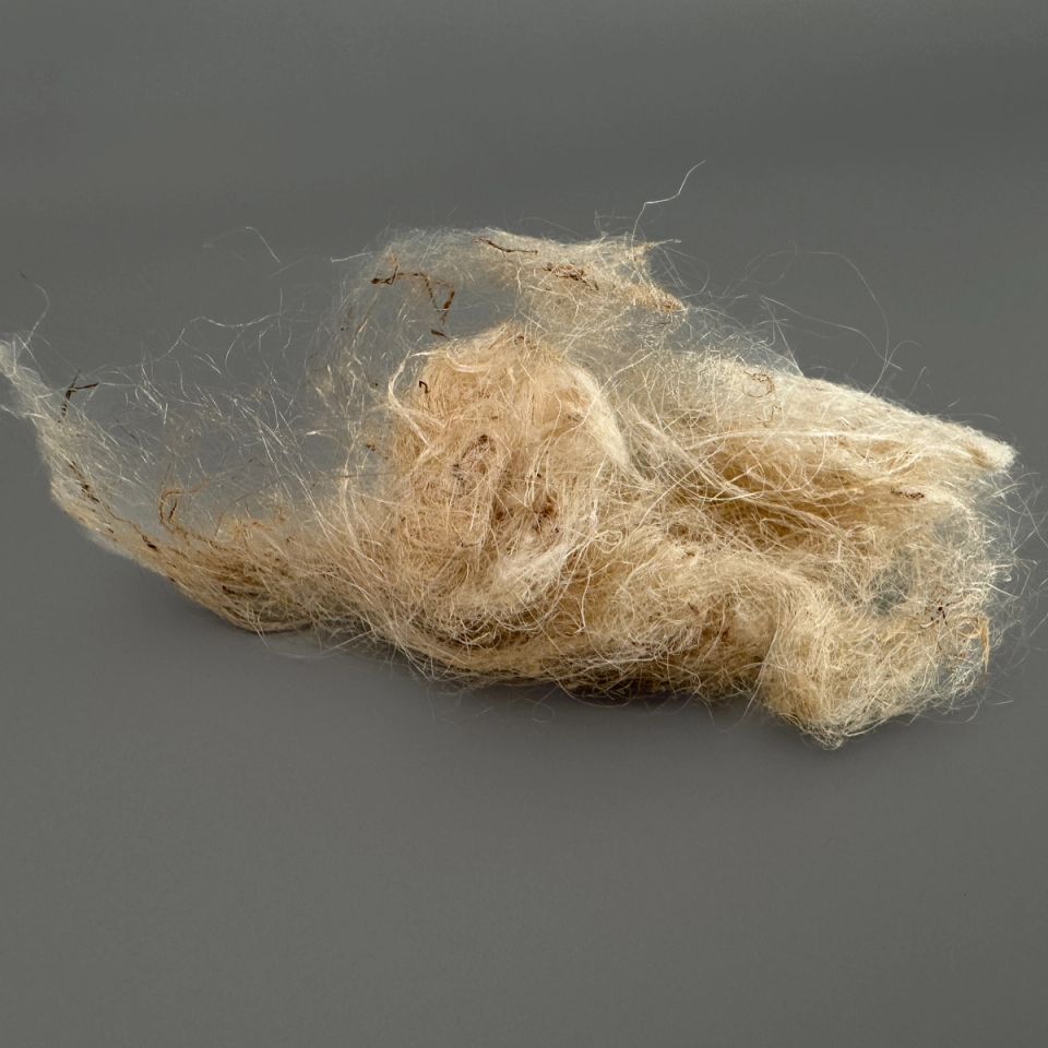 A drift of nettle fibre against a dark ground, its long strands silky and pale gold with a wispy halo.