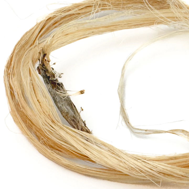 A close view of long fibre strands coiled into a loop, smooth and silky pale gold, with a dried woody stem section caught in the middle.
