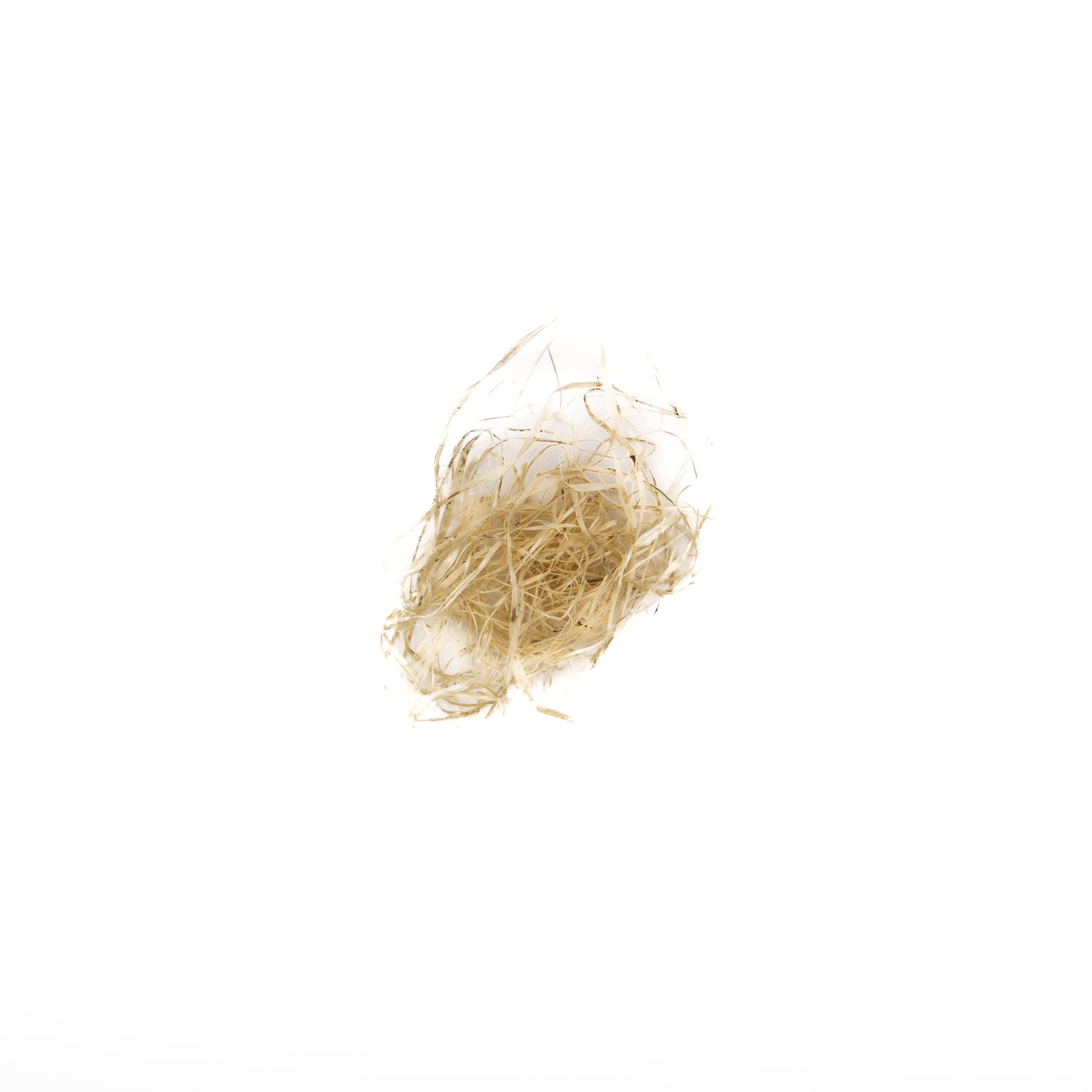 A small tuft of fine pale fibre, wiry and tangled, gathered into a loose nest.