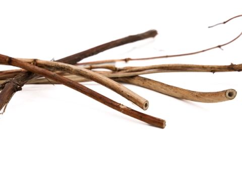 A bundle of slender honeysuckle stems in warm brown, some straight and some curving, several cut ends showing a hollow centre.