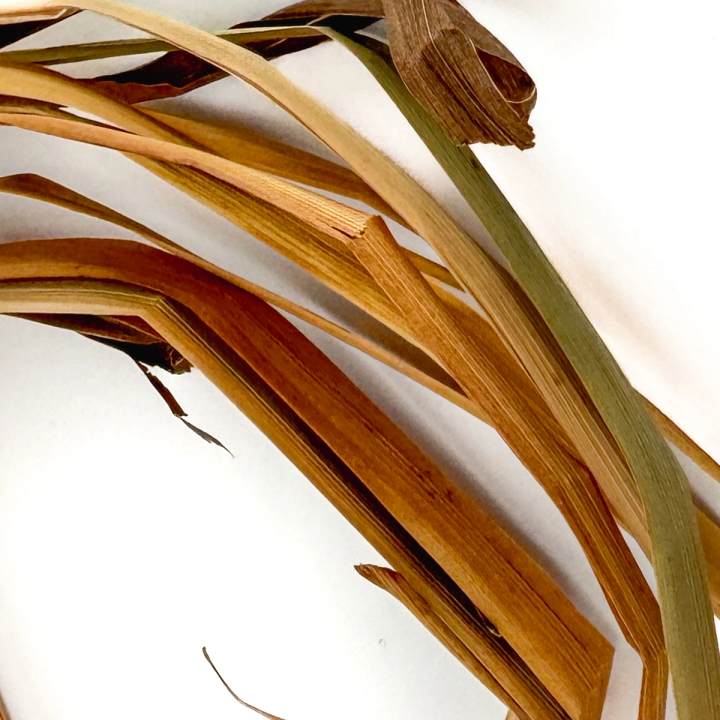 A close view of the leaf blades, long and flat in graded ambers and olive green, their tips curling and splitting.