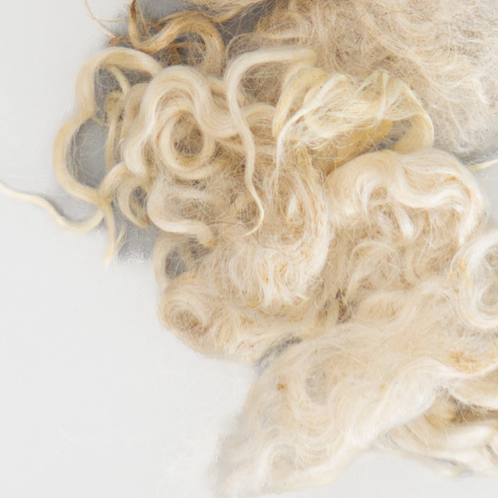 A close view of the fleece, its ringlet curls filling the frame in creamy white with finer wisps drifting across.