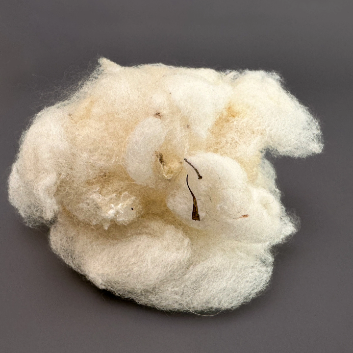 The boll against a dark ground, its soft white fibres bunched into peaks with a dry brown seed stem lying across the top.