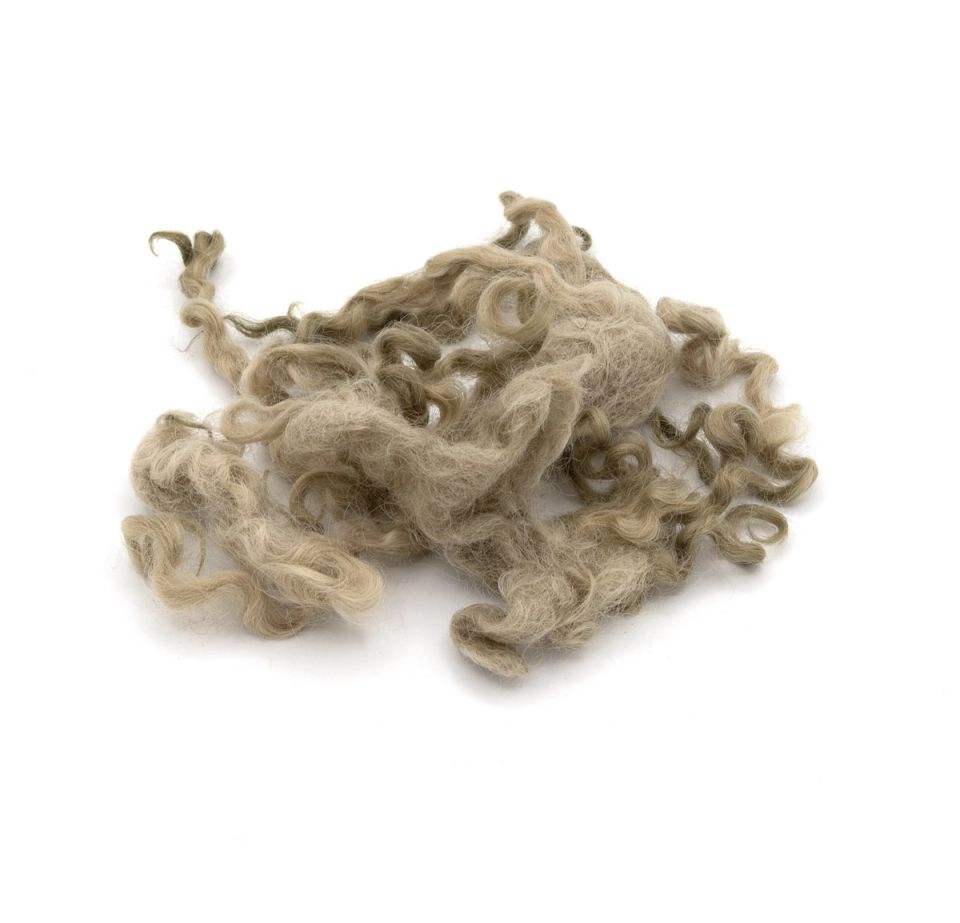 A lock of wool dyed muted olive-green, its curls looser and more open, fading to pale cream at the tips.