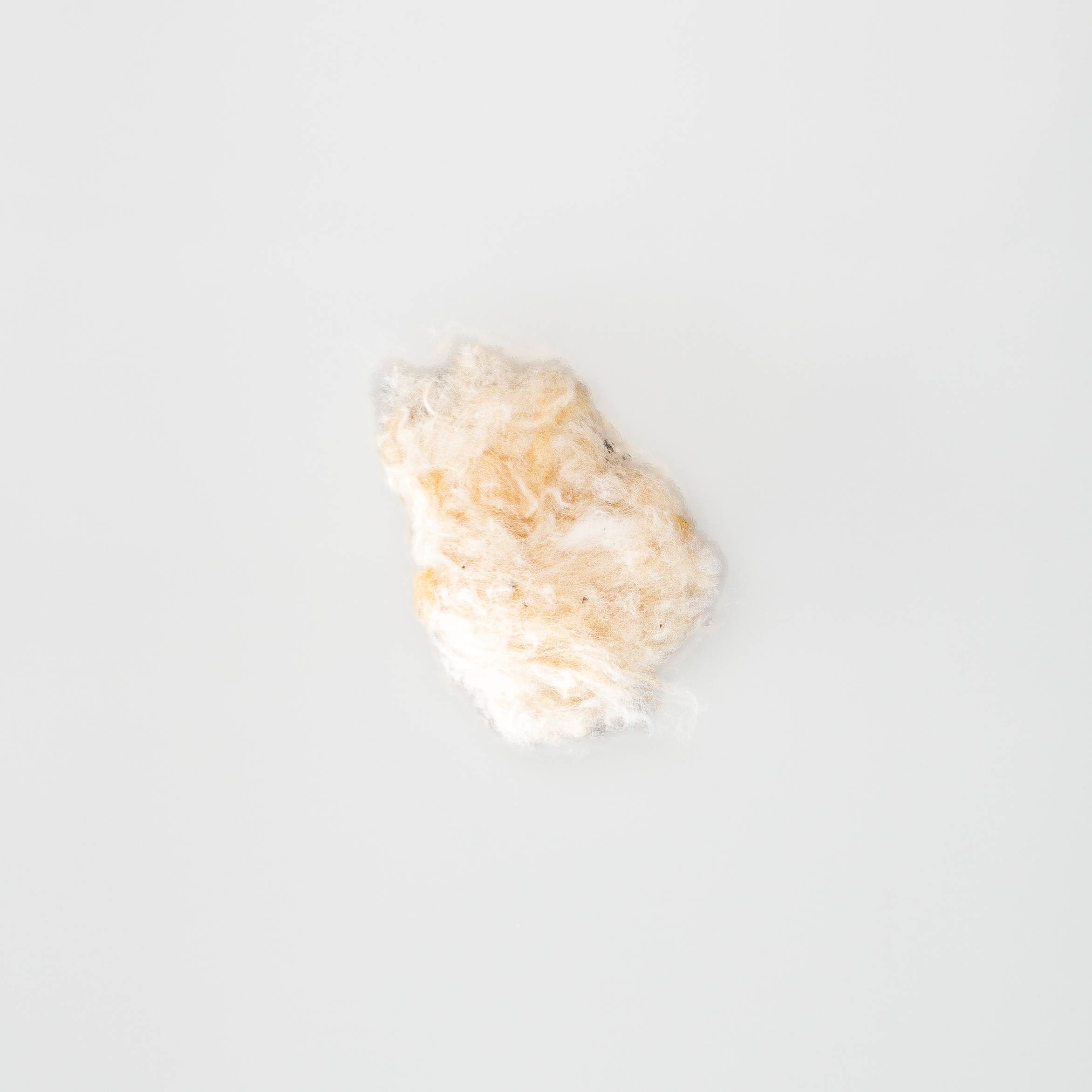 A small tuft of raw cotton in creamy white tinged with warm gold, its fibres soft and puffy with a few dark seed fragments caught inside.