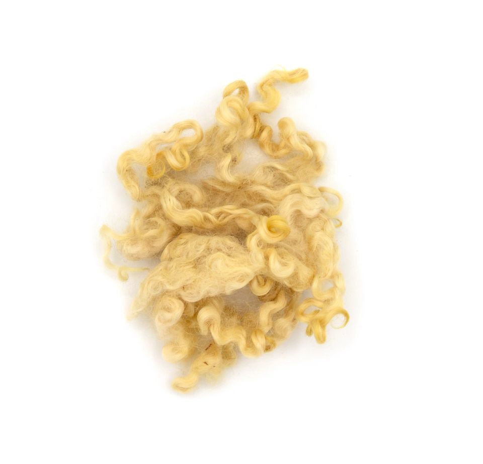 A lock of wool dyed warm gold, drawn into tight springy ringlets that fan out from a softer base.