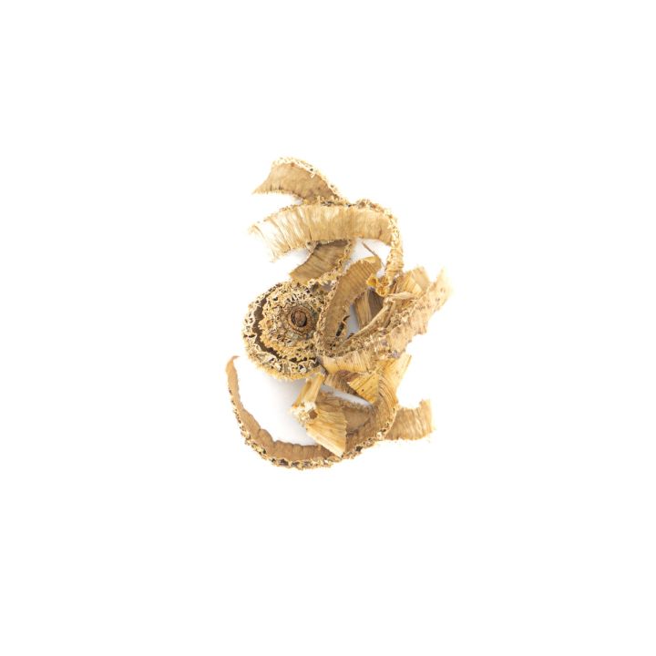 A curled tangle of dried stem in pale gold, its layers splitting into fine papery fibres.