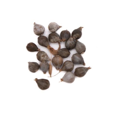 Sixteen small teardrop-shaped seeds scattered loosely, their hard shells mottled grey-brown and glossy, a few still carrying dry stem fragments.