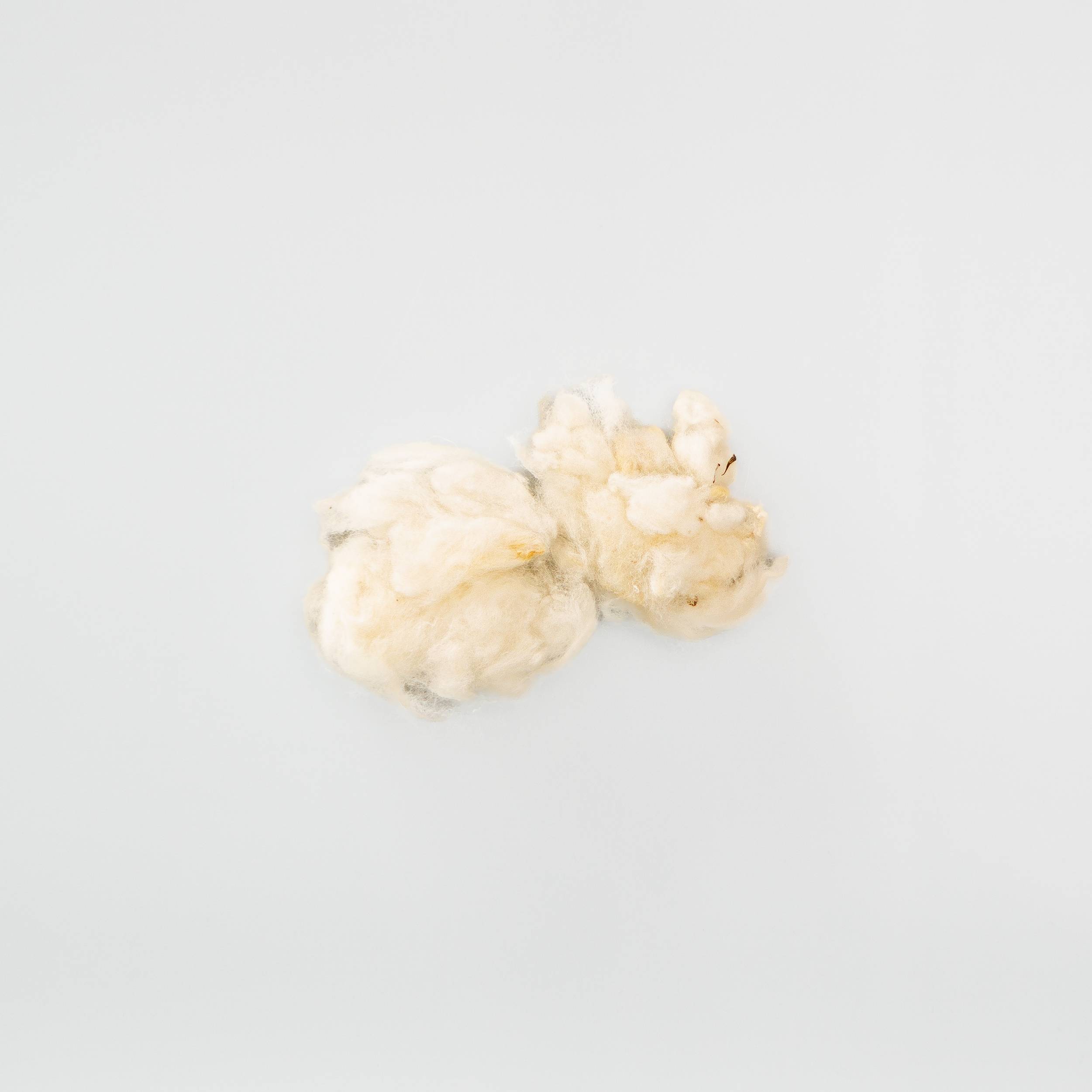 Two small bolls of raw cotton in creamy white, the fibres bunched and cloud-like, with dark seed fragments visible at the centre.