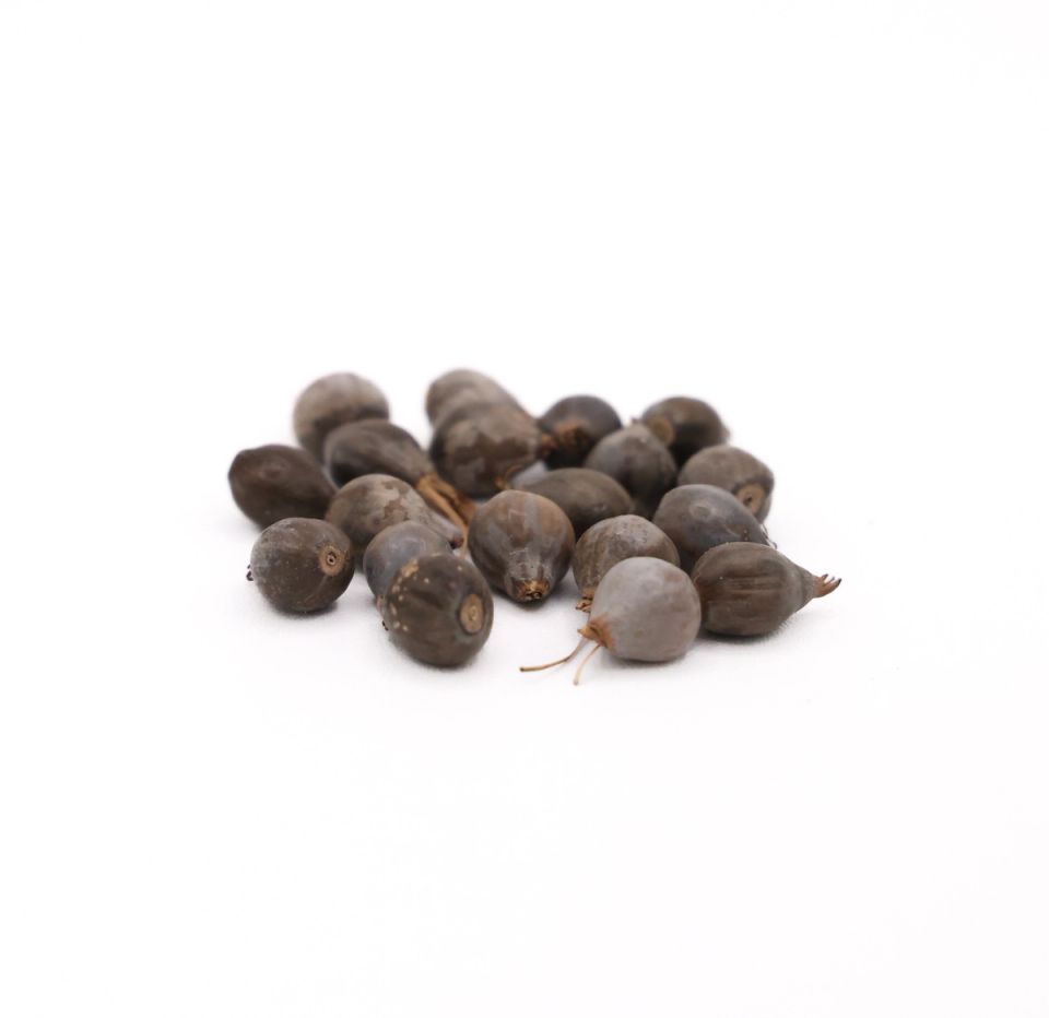 The seeds gathered into a tighter heap and seen closer, their glossy grey-brown shells and small stem scars in sharper detail.