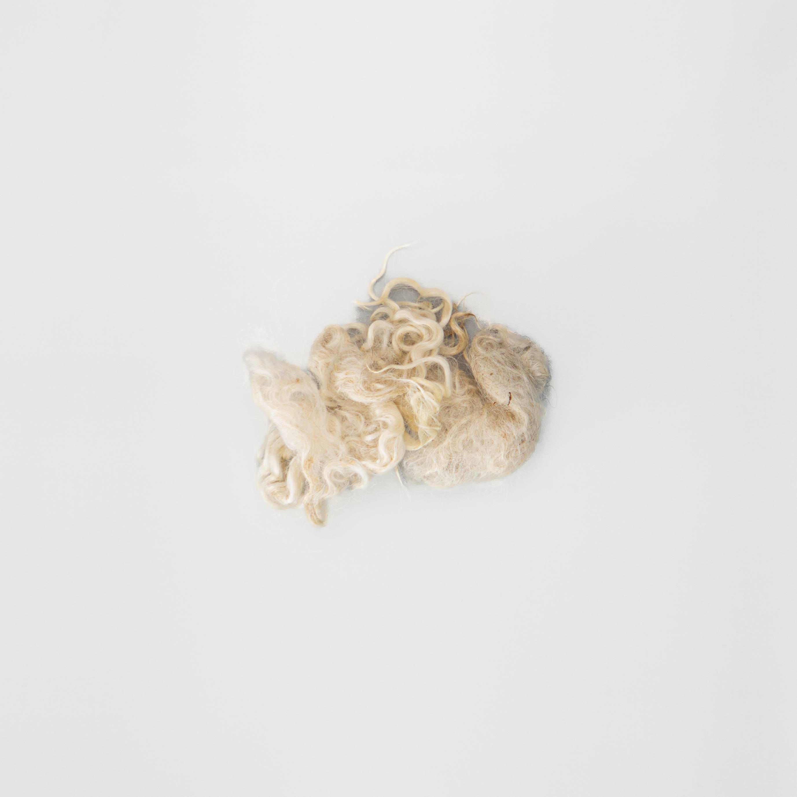 A small lock of raw fleece in creamy white, part drawn into tight ringlet curls and part still soft and matted, with a few coarse strands escaping.
