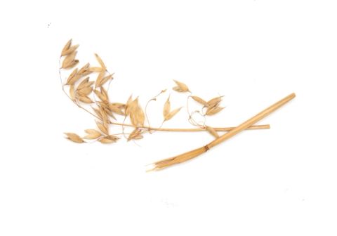 A stem of oat straw laid flat, its seed head splaying into papery husks with two cut lengths of hollow stalk crossing beneath.