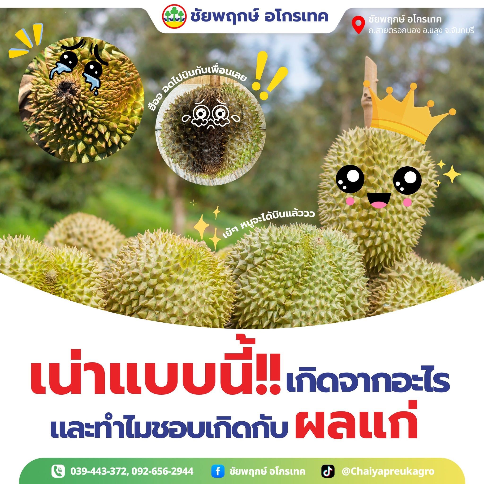 ผลเน่าทุเรียน พ่นยาแล้วยังเป็น? วิธีดูอาการและเลือกยาให้ตรงเชื้อ