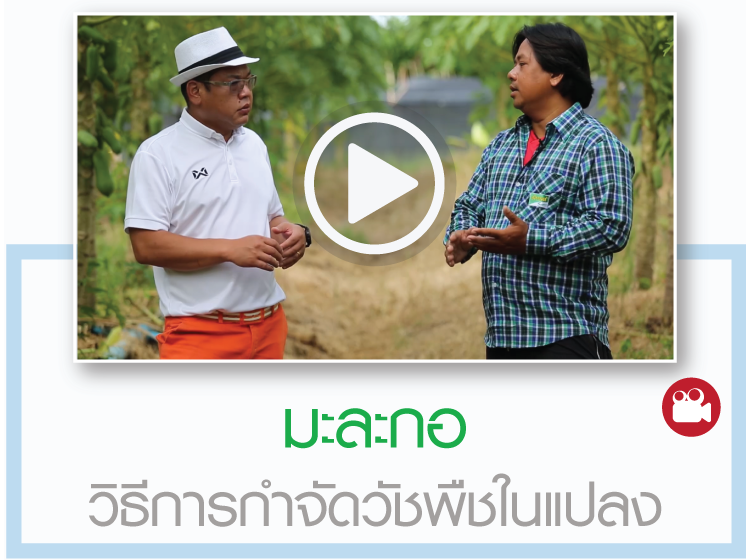 กลูโฟซิเนต-แอมโมเนียม