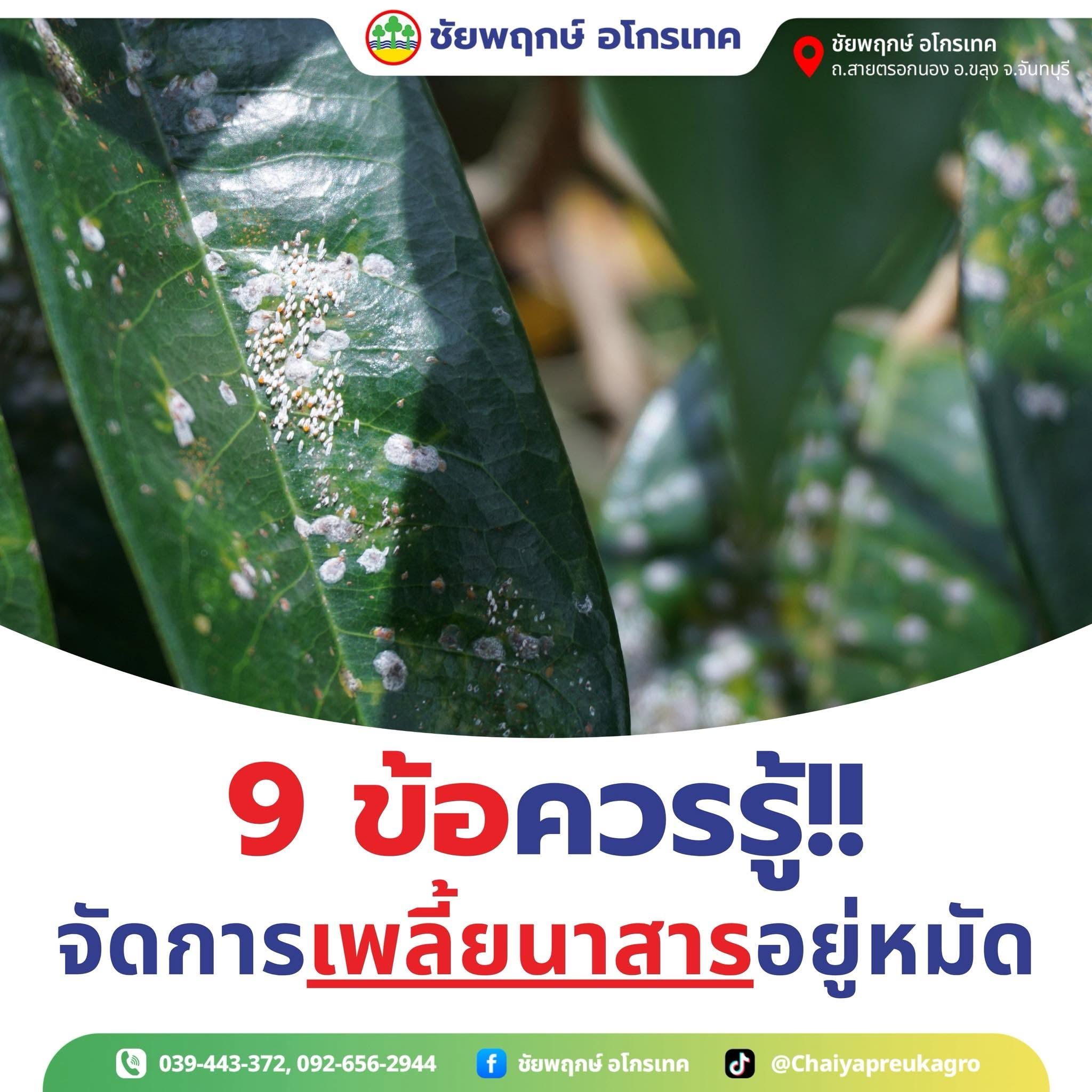 เพลี้ยหอยทุเรียน (นาสาร & รัสเซลล์) ทำใบร่วง แยกอาการและกำจัด