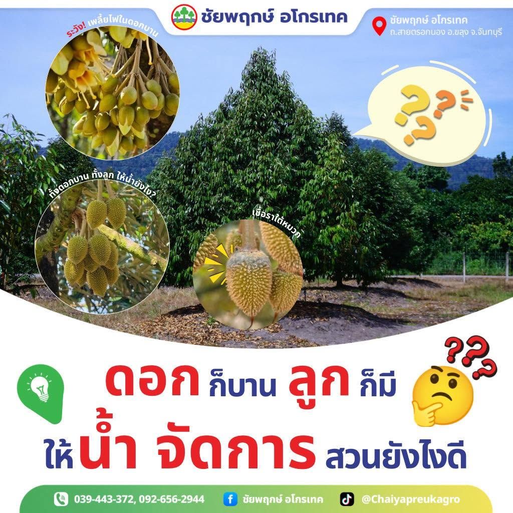 เช็คลิสต์ทุเรียนช่วงดอกบาน ให้น้ำ เพลี้ยไฟ ราดำ หมวกดอก