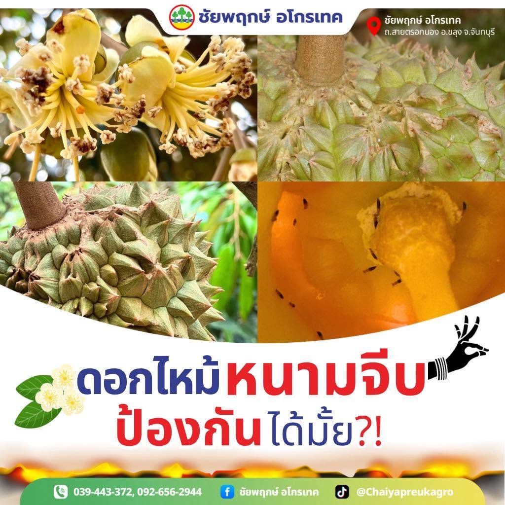 เพลี้ยไฟทุเรียน วงจรชีวิต การเข้าทำลาย และการป้องกันกำจัด
