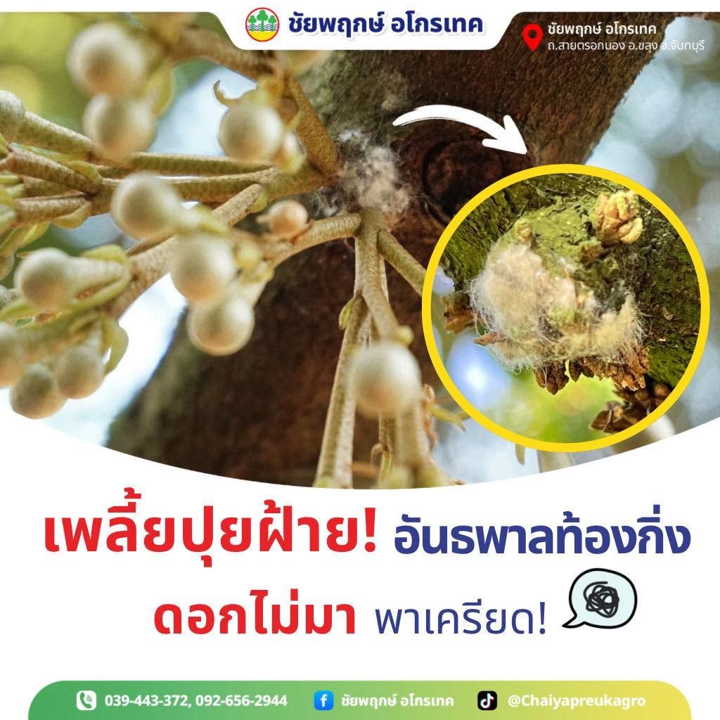 เพลี้ยหอยเปลือกไม้ (เพลี้ยปุยฝ้าย) ทุเรียน ทำกิ่งแห้ง ดอกไม่มา กำจัดยังไง