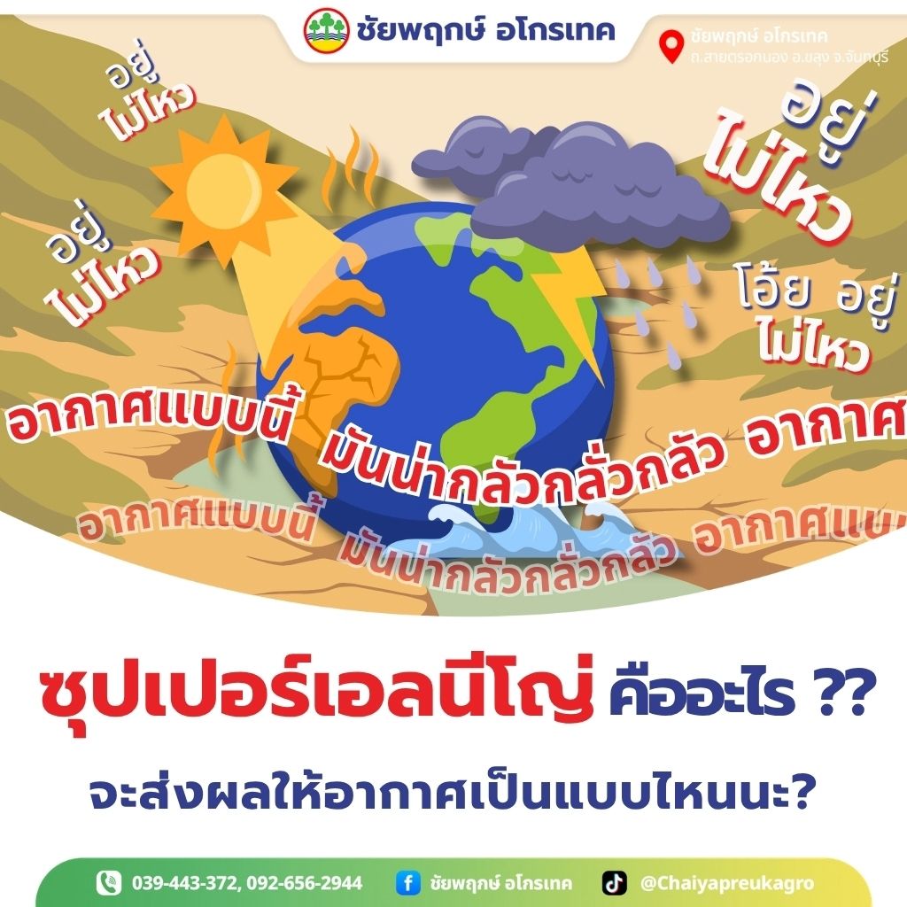 ซุปเปอร์เอลนีโญ คืออะไร ชาวสวนทุเรียนรับมืออย่างไร