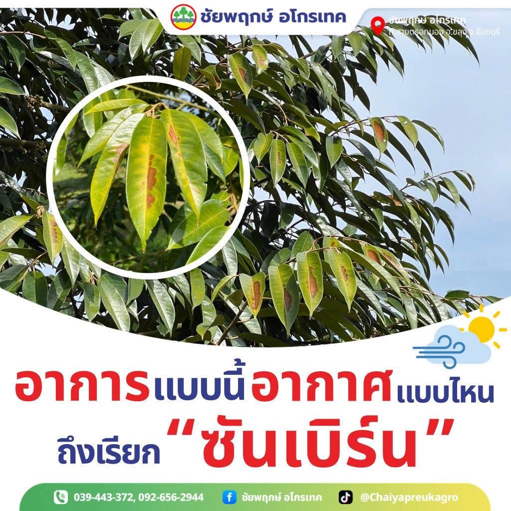 ใบทุเรียน ‘ซันเบิร์น’ คืออะไร ต่างจากใบไหม้ทั่วไปอย่างไร ป้องกันยังไง