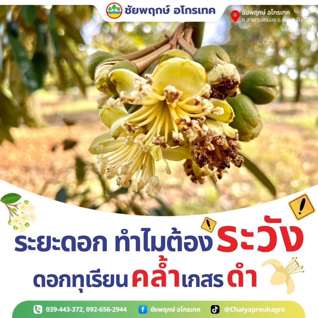 โรคแอนแทรคโนสในดอกทุเรียน อาการ สาเหตุ และการป้องกัน