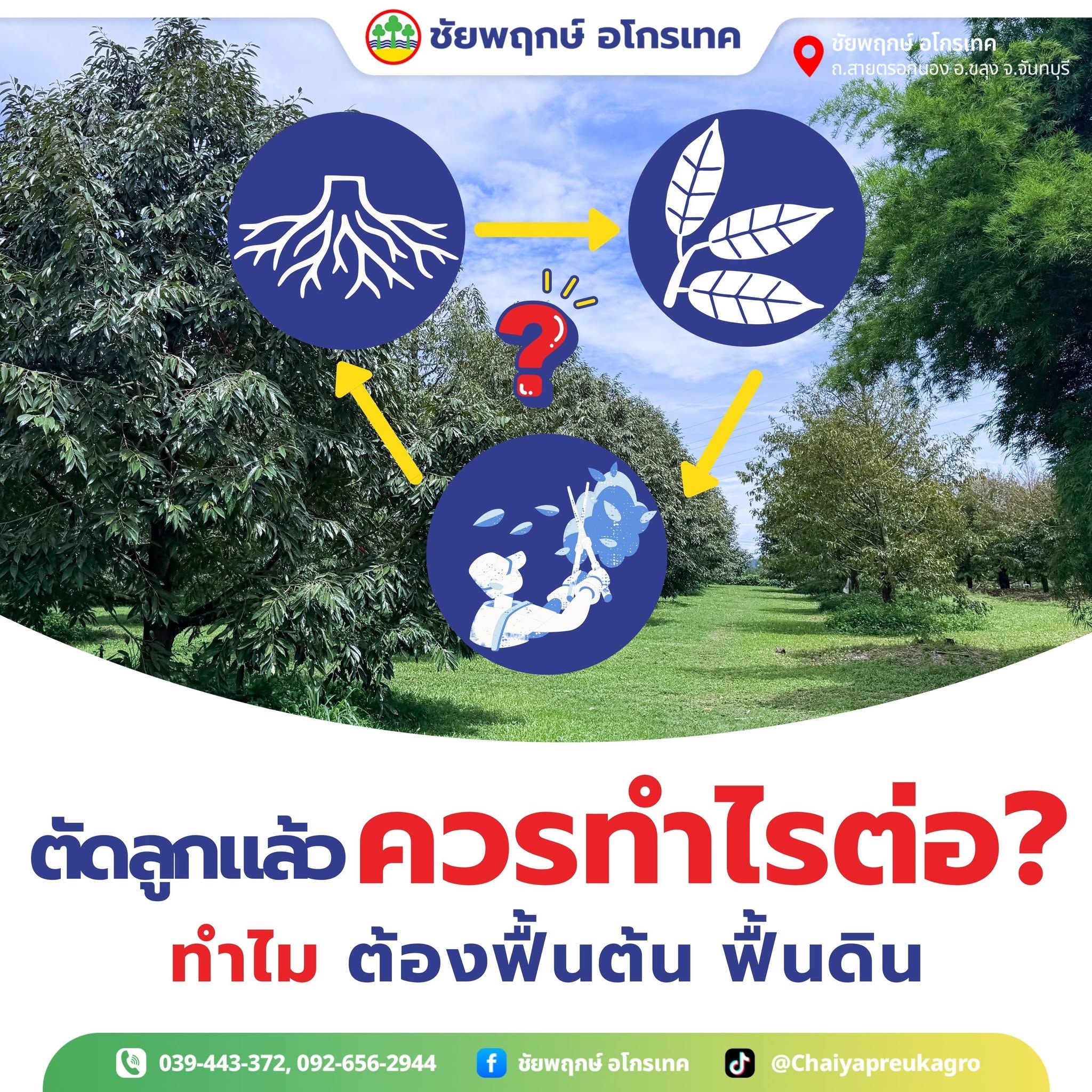ฟื้นต้นทำใบ ใช้ปุ๋ยสูตรไหนดี