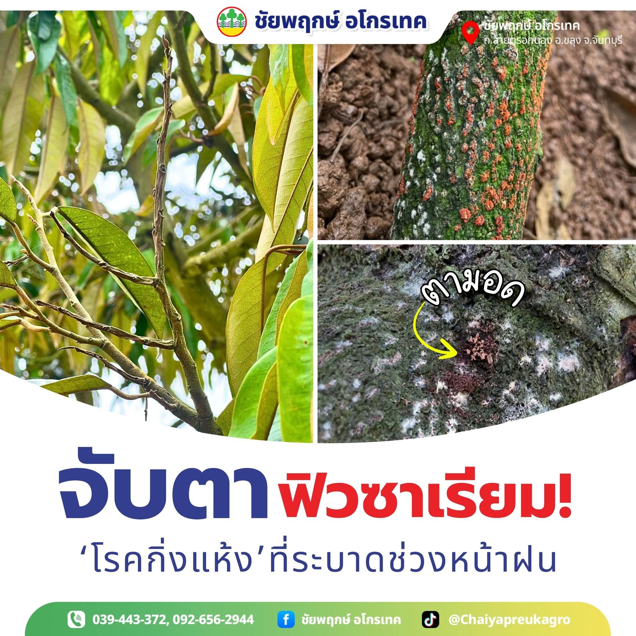 โรคกิ่งแห้งทุเรียน (ฟิวซาเรียม) กับ ‘มอด’ พาหะร้าย ป้องกันอย่างไร