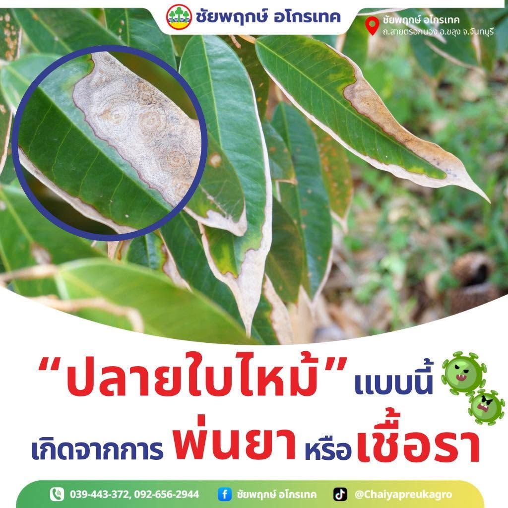 ปลายใบไหม้/ขอบใบไหม้ทุเรียน เกิดจากอะไร เชื้อราหรือพ่นยา?