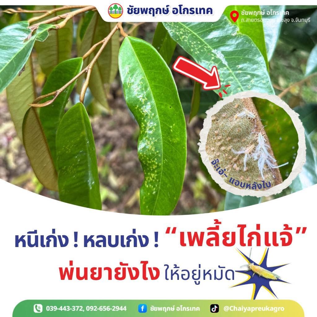 เพลี้ยไก่แจ้ทุเรียน ศัตรูใบอ่อน วงจรชีวิตและการกำจัด