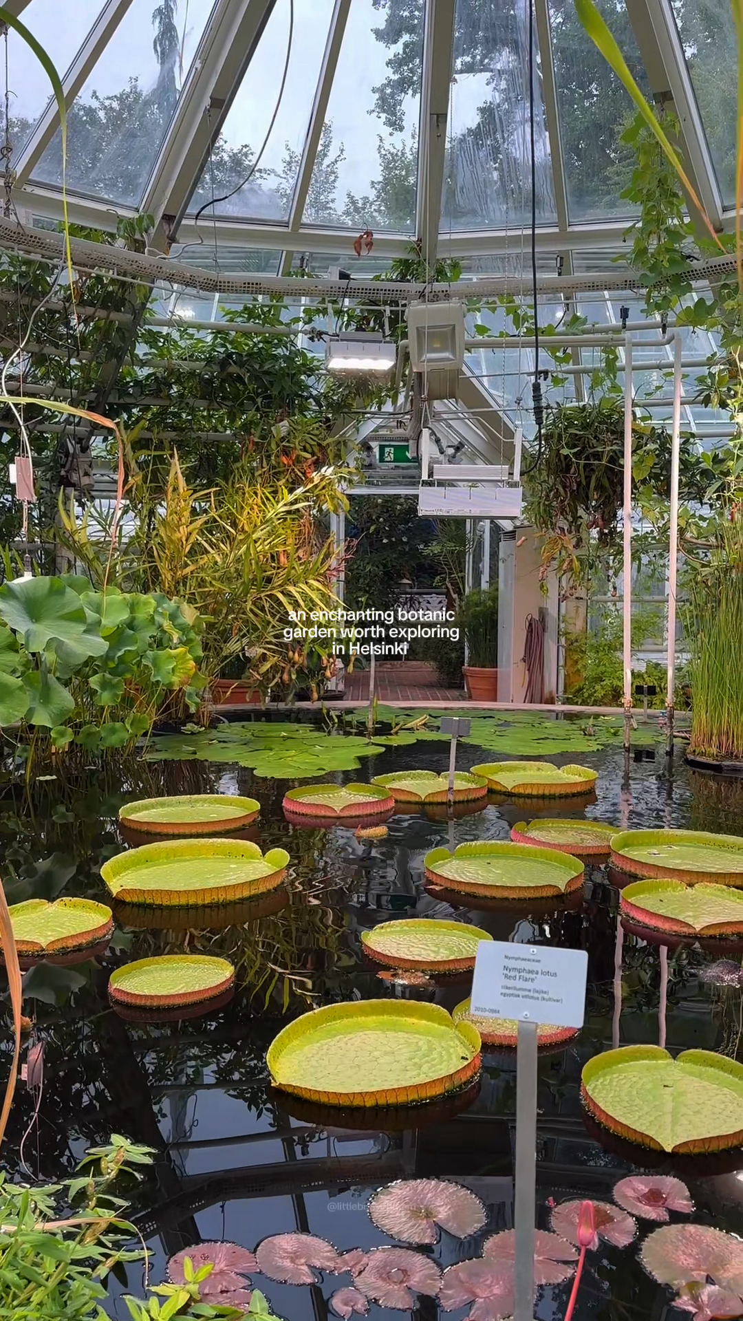 Giant circular lily pads in a glasshouse pool beneath curving steel ribs.