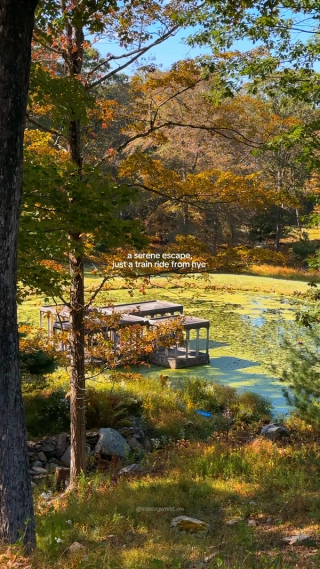 A garden pond and wooden seat surrounded by autumn trees.