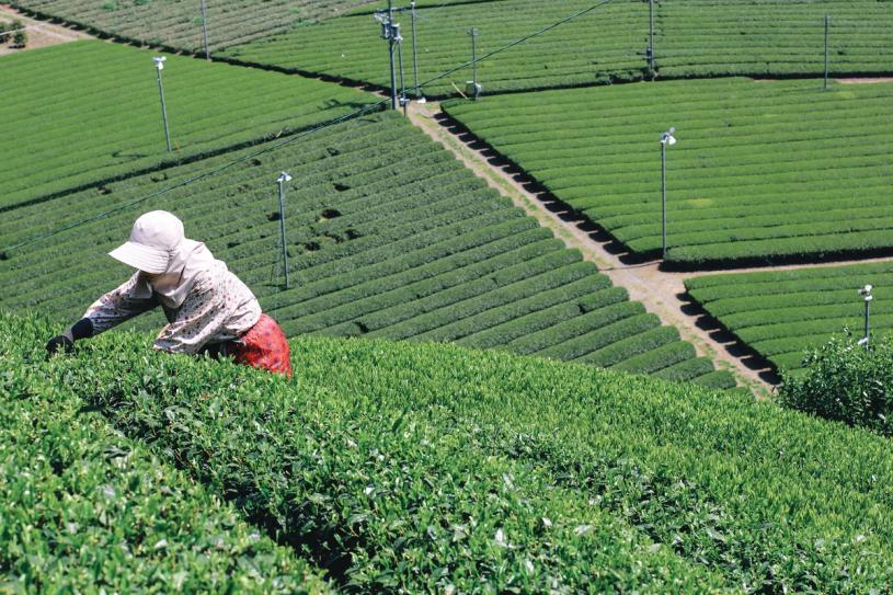 Courtesy Princeton Architectural Press