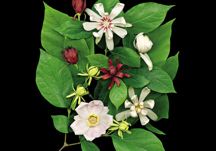 White and red flowers with green leaves on a solid black background.