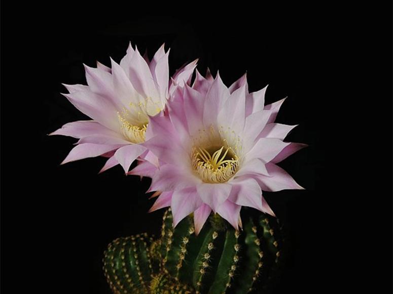 Echinopsis oxygona. (Photo: Rouibi Dhia Eddine Nadjm)