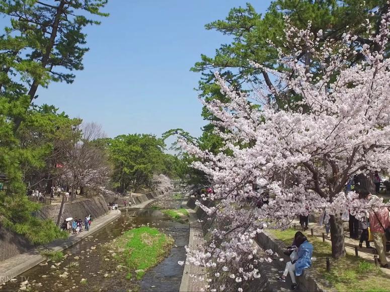 A sunny park in Japan with blooming cherry blossom trees