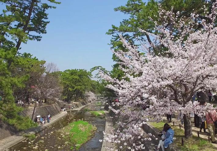 A sunny park in Japan with blooming cherry blossom trees