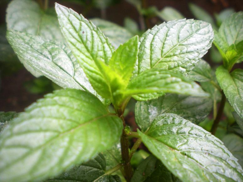 A closeup photo of a green peppermint stalk.