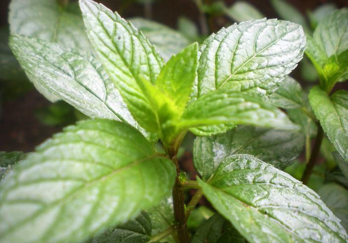 Why Peppermint Is Nature’s Best Insect Repellent