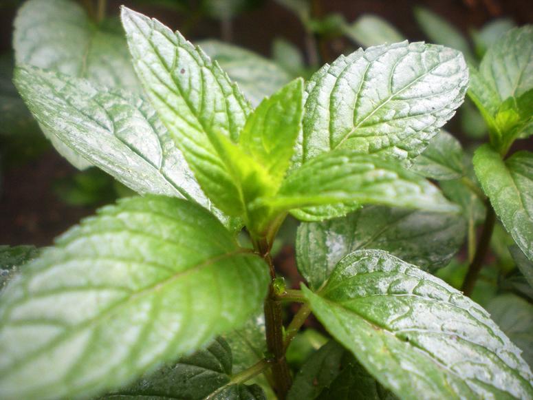 A closeup photo of a green peppermint stalk.