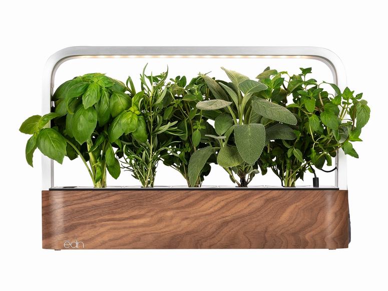 Edn's home garden with an assortment of herbs.