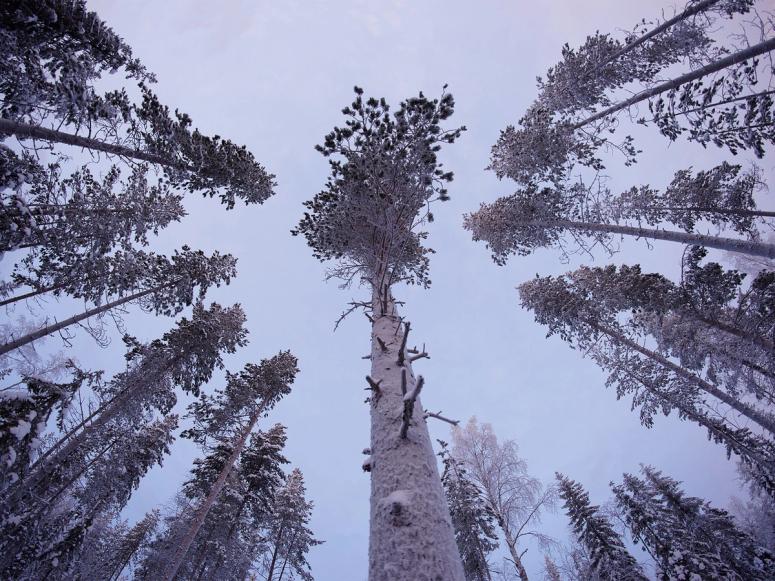 Snow-capped pine trees in Lapland, Finland. (Photo: Vincent Guth Vingtcent)