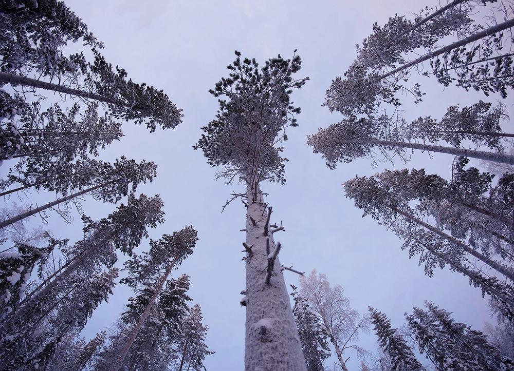 Snow-capped pine trees in Lapland, Finland. (Photo: Vincent Guth Vingtcent)