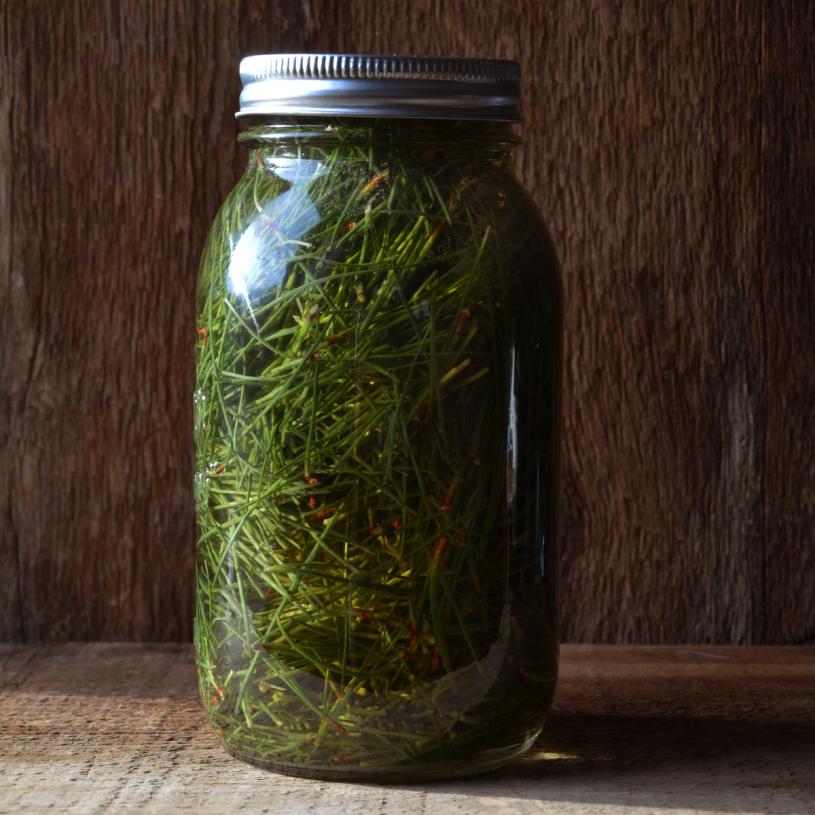 A jar of pine vinegar made by Baudar. (Courtesy Pascal Baudar)