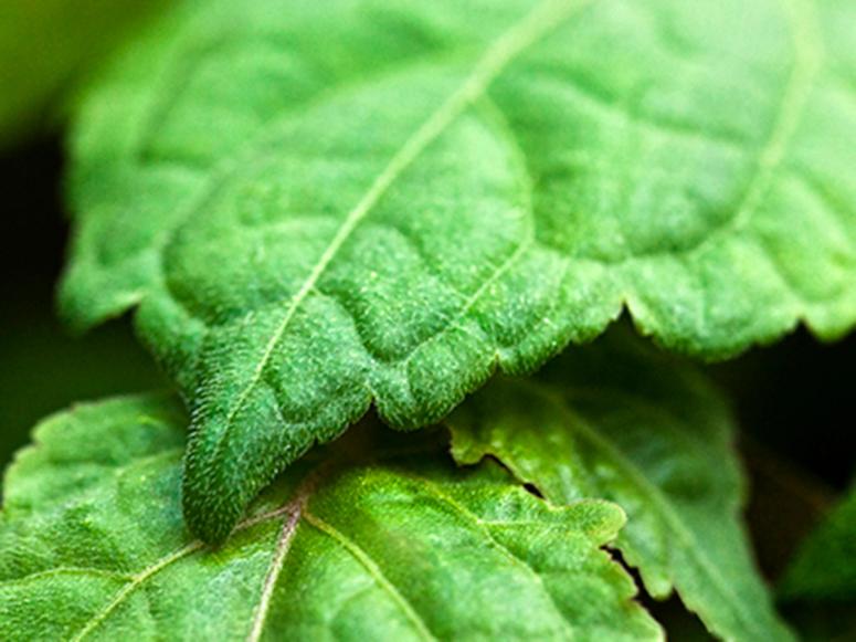 A closeup of two green leaves.