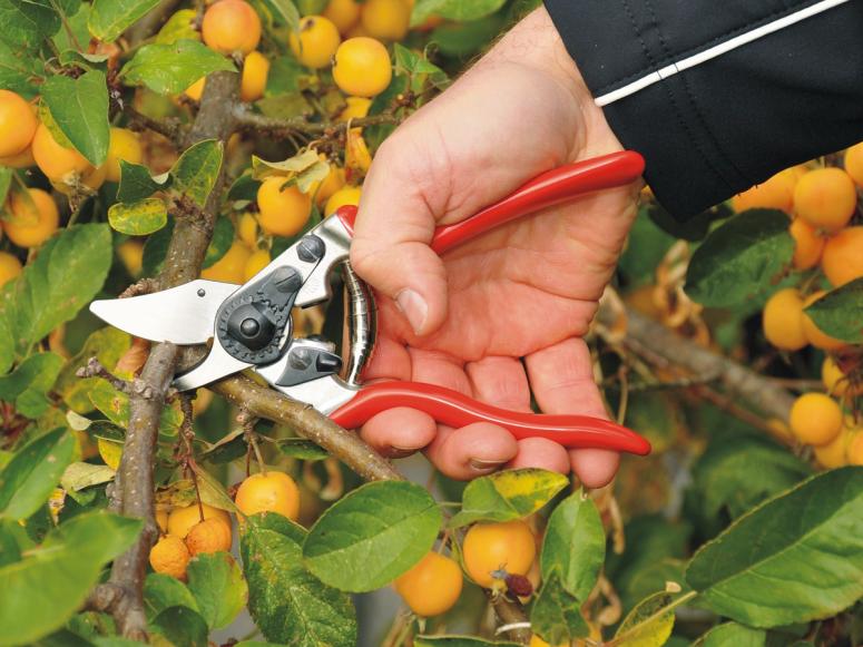 A pair of Felco shears cutting a small branch.