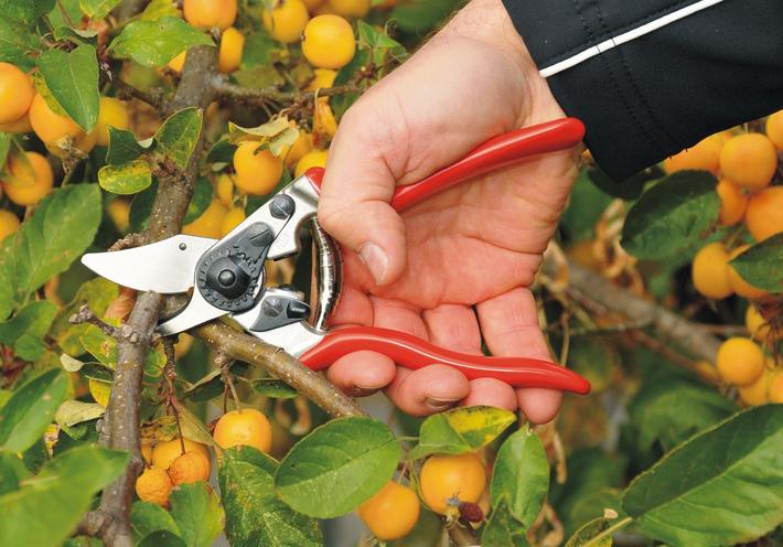 The Perfect Hand Tools for Pruning Your Plants