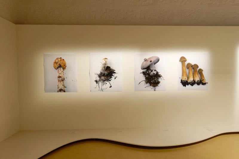 Installation image of “The Art of Mushrooms.” (Photo: André Delhaye. Courtesy the Serralves Museum.)
