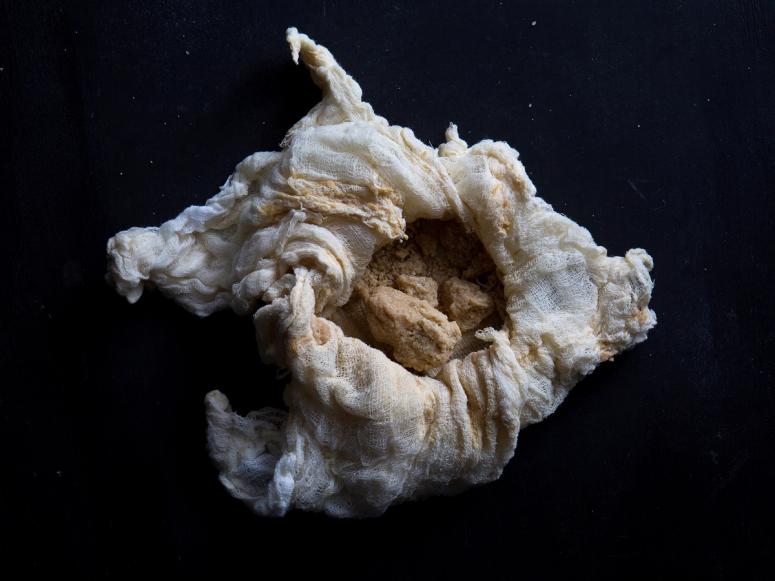 Koji wrapped in white gauze on a black background.