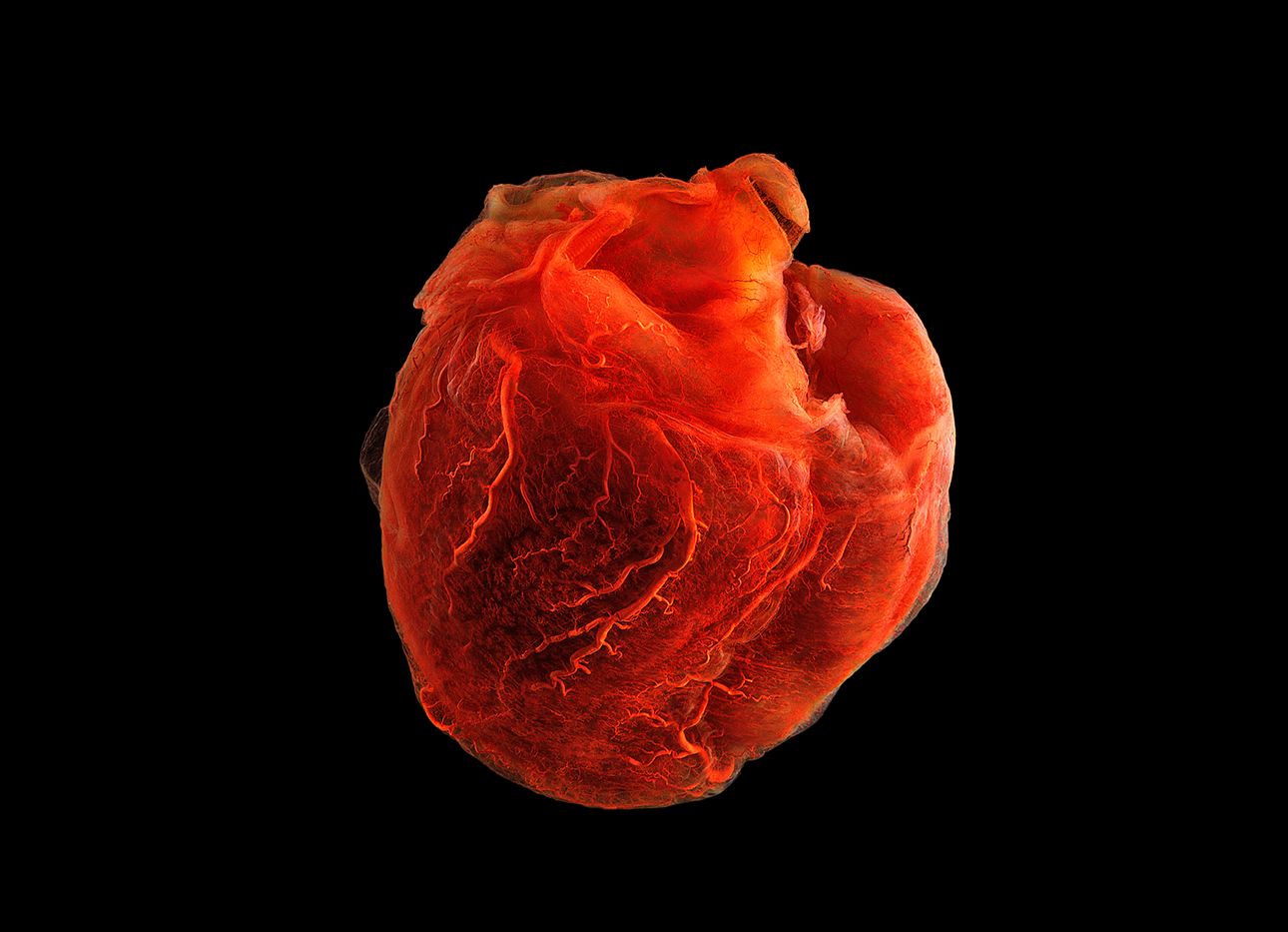 A red human heart on a black background.